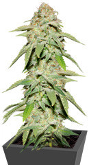 Monster Moby (Monster Genetics) семена конопли
