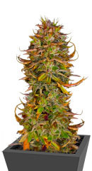 Blueberry OG fem (AlphaFem Seeds) семена конопли