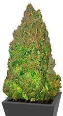 Fruit Punch Auto fem семена конопли