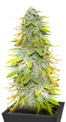 Northern Lights fem (Herbies Seeds) семена конопли