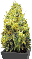 Blow Dream fem (Victory Seeds) семена конопли