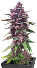 Diablo Rojo XL Auto fem (Sweet Seeds) семена конопли