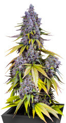 Jet Fuel Mandarine XL Auto fem (Sweet Seeds) семена конопли