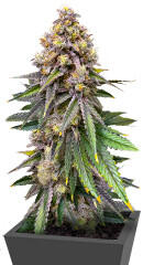 Sour Diesel x OG Kush fem (Seedkeepers) семена конопли