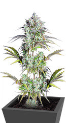 Original Big Bud Auto fem (FastBuds) семена конопли