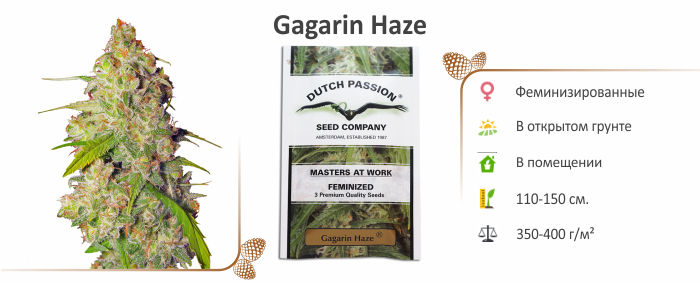 Gagarin Haze