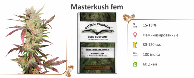 Masterkush Masterkush