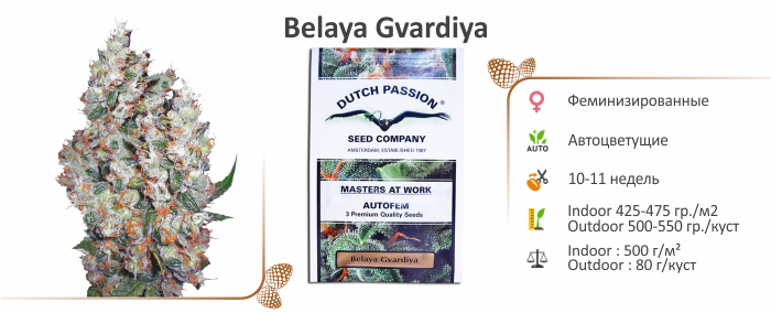 Belaya Gvardiya
